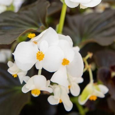 Begonia Big White with Bronze Leaf