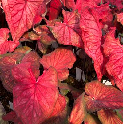 Caladium Desert Sunset
