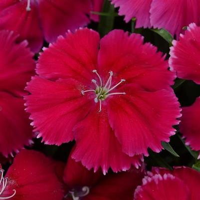 Dianthus Coronet Cherry Red
