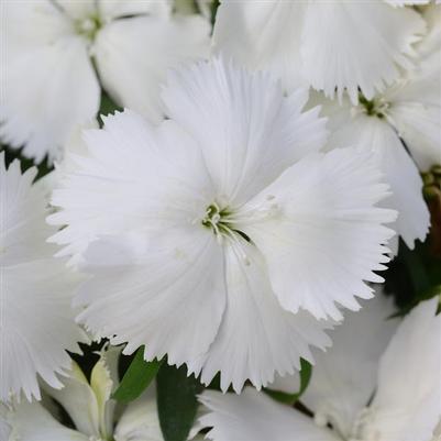 Dianthus Coronet White