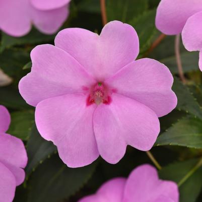 Impatiens Solarscape XL Lilac Spark