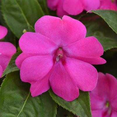 Impatiens Solarscape XL Pink Jewel
