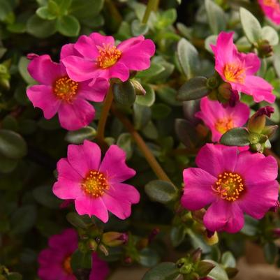 Portulaca Cupcake Upright Lavender