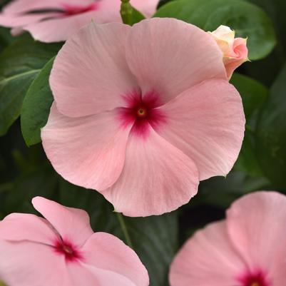 Vinca Titan-ium Apricot