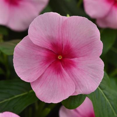 Vinca Titan-ium Blush