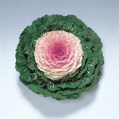 Kale Pigeon Victoria