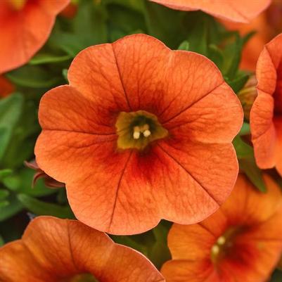 Calibrachoa Cabaret Bright Orange