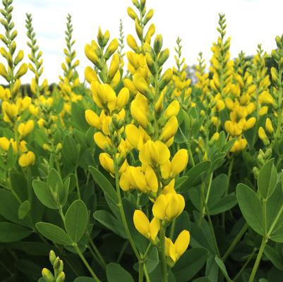 Baptisia sphaerocarpa 