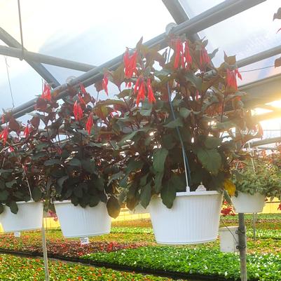 Fuchsia 'Gartenmeister Bonstedt' Hanging Basket