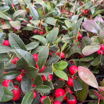 Gaultheria procumbens Tray/25