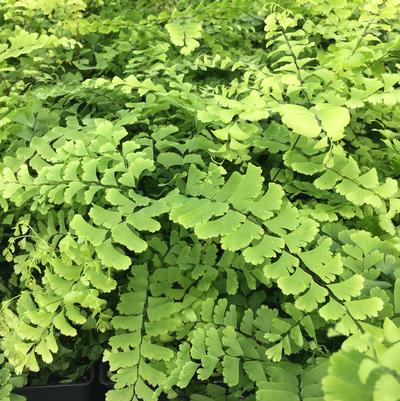 Adiantum pedatum