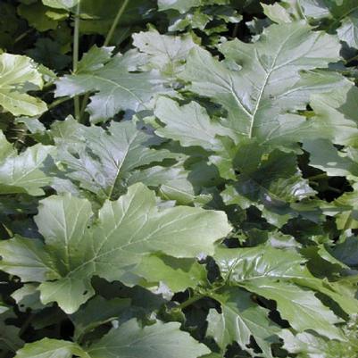 Acanthus mollis
