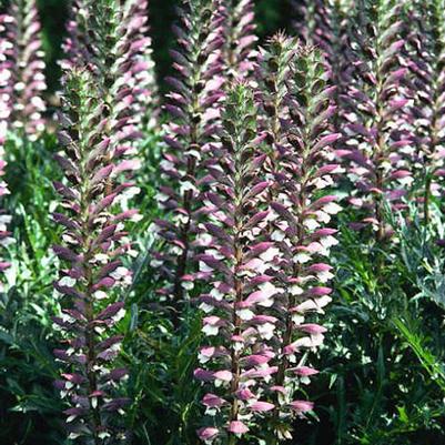 Acanthus spinosus
