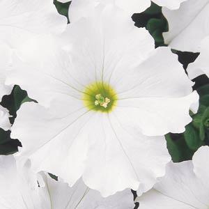 Petunia Dreams 'White'