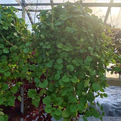 Plectranthus verticillatus 'Green Swedish Ivy'