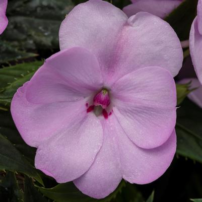 Impatiens SunPatiens Compact 'Orchid Blush'