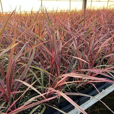 Cordyline Can Can