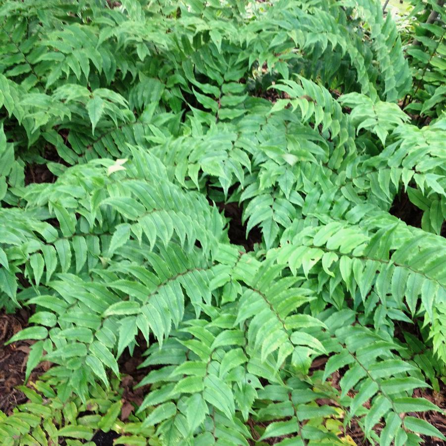 Cyrtomium fortunei - Holly Fern from Babikow Wholesale Nursery