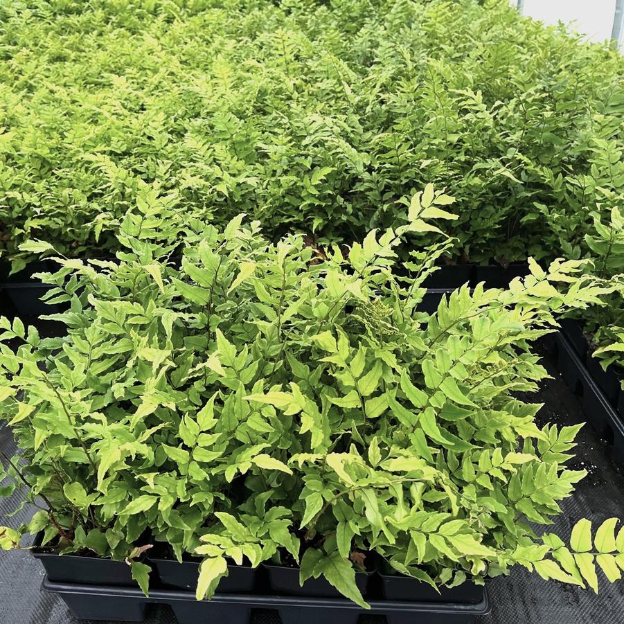 Cyrtomium fortunei - Holly Fern from Babikow Wholesale Nursery