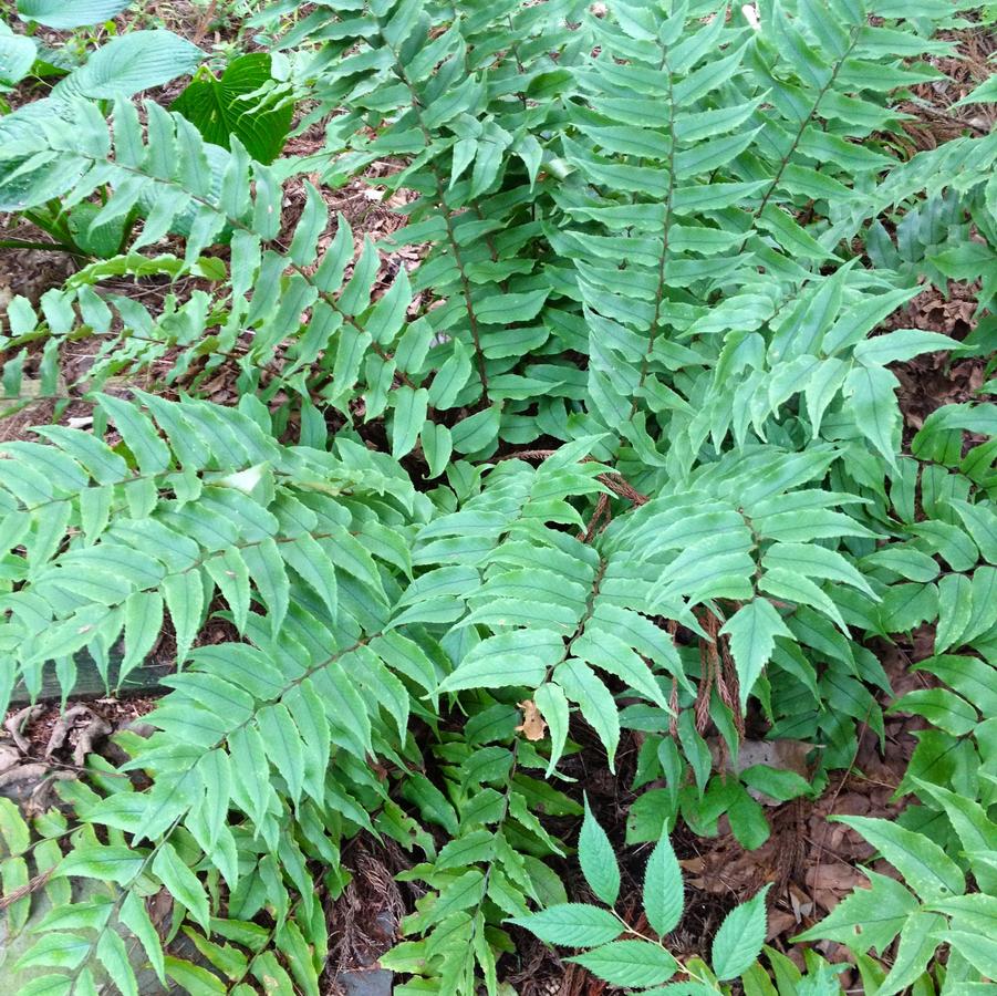 Cyrtomium fortunei - Holly Fern from Babikow Wholesale Nursery