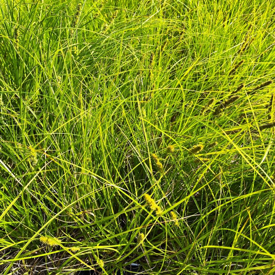 Carex vulpinoidea - Fox Sedge from Babikow Wholesale Nursery