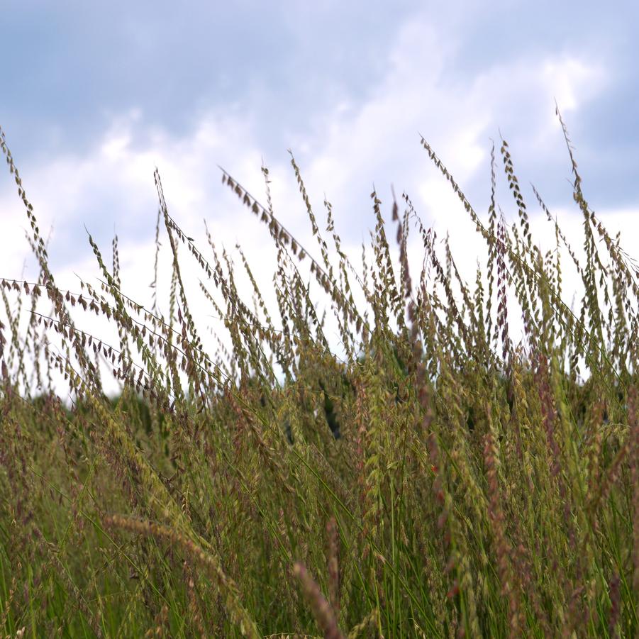 Bouteloua curtipendula - Sideoats Grama from Babikow Wholesale Nursery