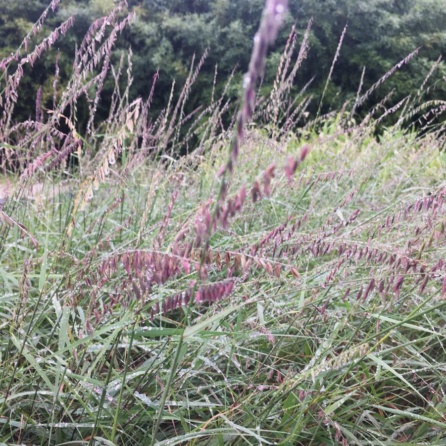 Bouteloua curtipendula - Sideoats Grama from Babikow Wholesale Nursery