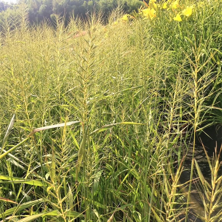 Elymus hystix - Bottlebrush Grass from Babikow Wholesale Nursery