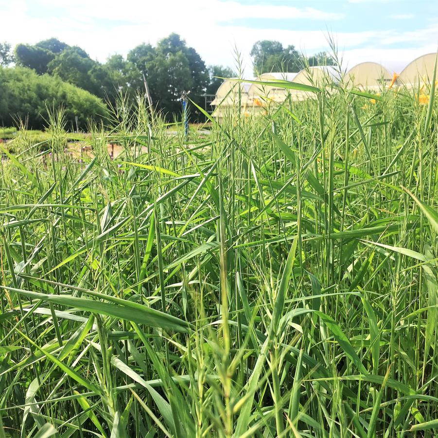 Elymus hystix - Bottlebrush Grass from Babikow Wholesale Nursery