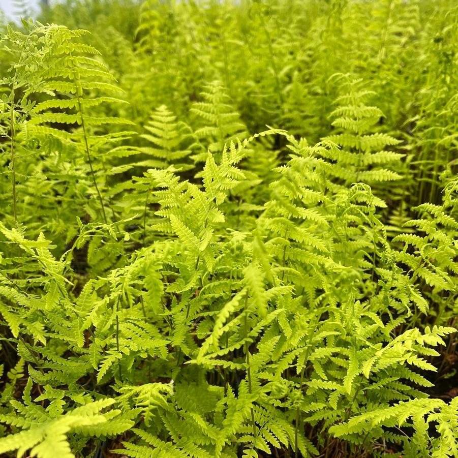 Thelypteris palustris - Marsh Fern from Babikow Wholesale Nursery