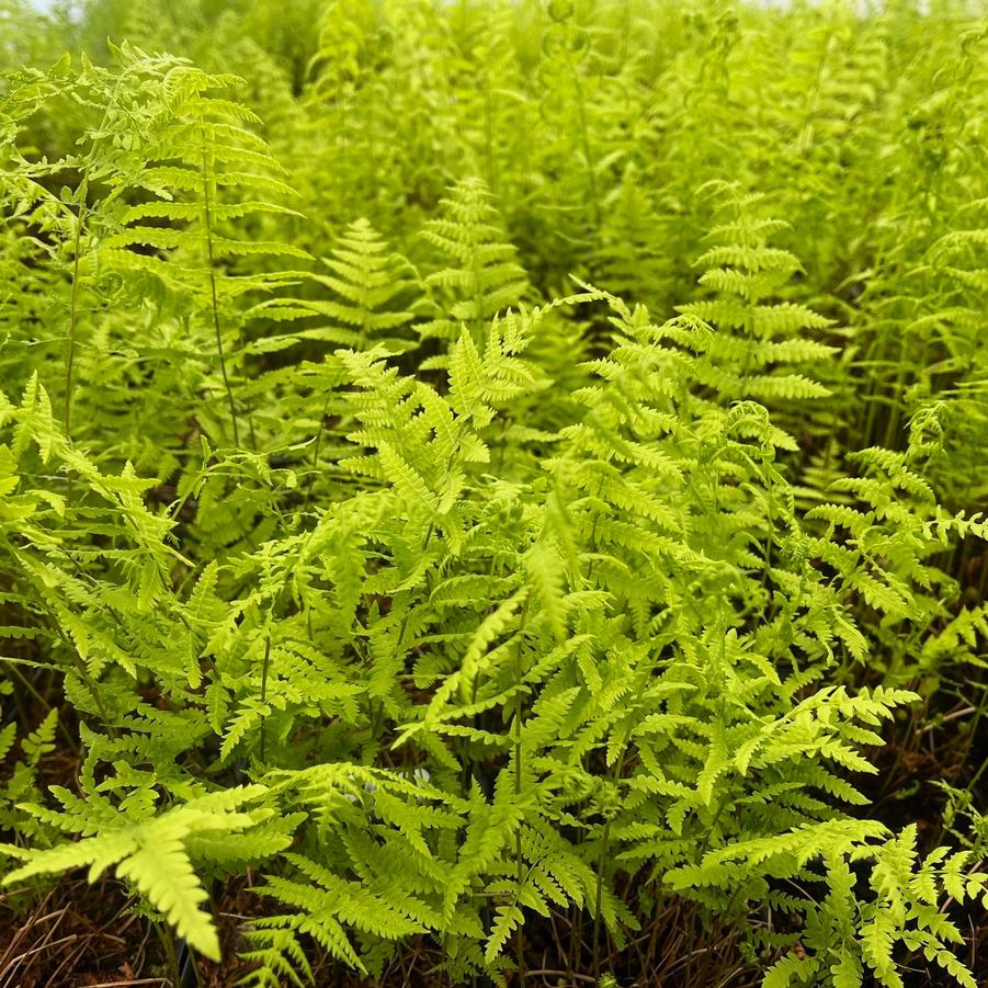 Thelypteris palustris - Marsh Fern from Babikow Wholesale Nursery