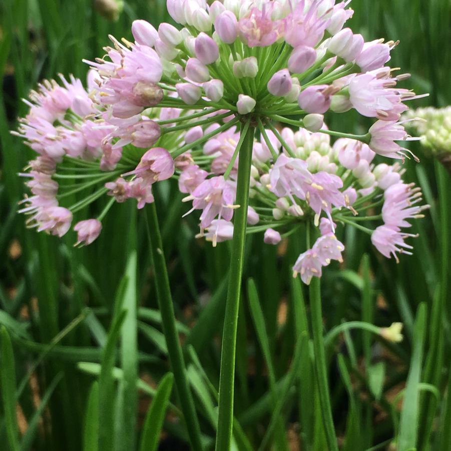 Allium 'Summer Beauty' - from Babikow Wholesale Nursery