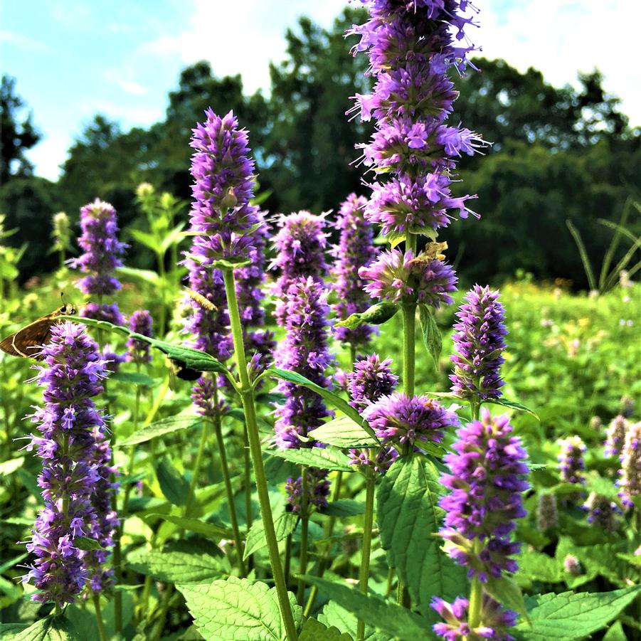 Agastache foeniculum - Blue Giant Hyssop from Babikow Wholesale Nursery