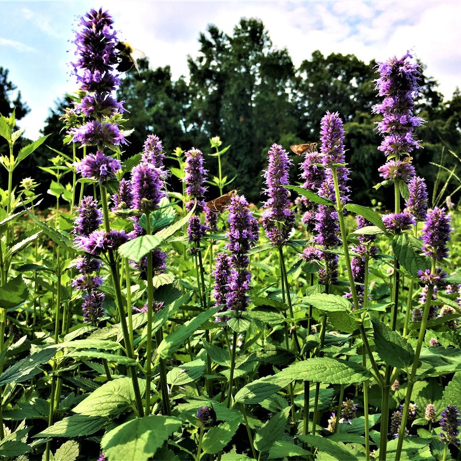 Agastache foeniculum - Blue Giant Hyssop from Babikow Wholesale Nursery