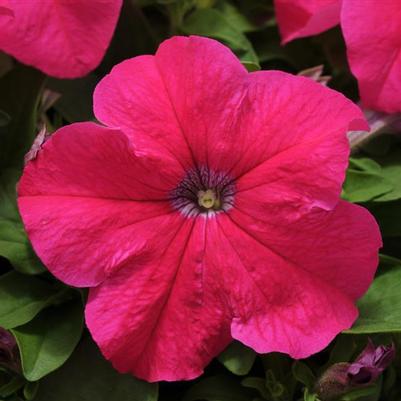 Petunia Pretty Grand Rose