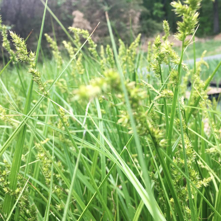 Carex comosa - Bristly Sedge from Babikow Wholesale Nursery