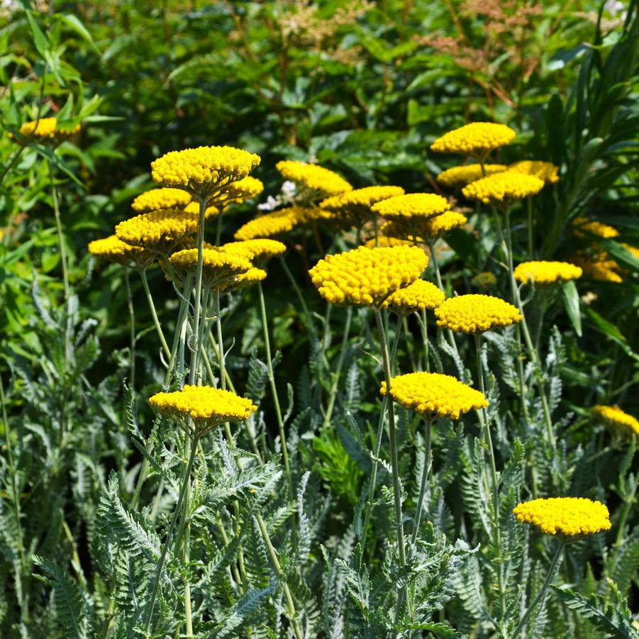 Achillea 'Coronation Gold' - Yarrow from Babikow Wholesale Nursery