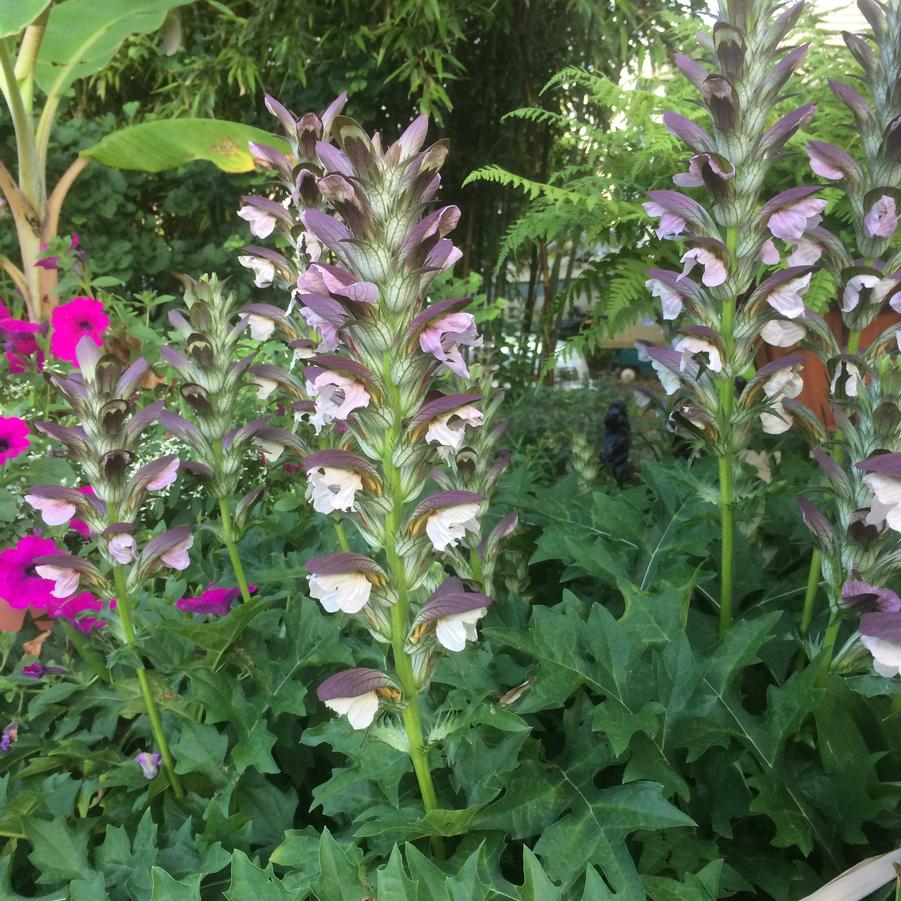 Acanthus hungaricus - Bears Breeches from Babikow Wholesale Nursery