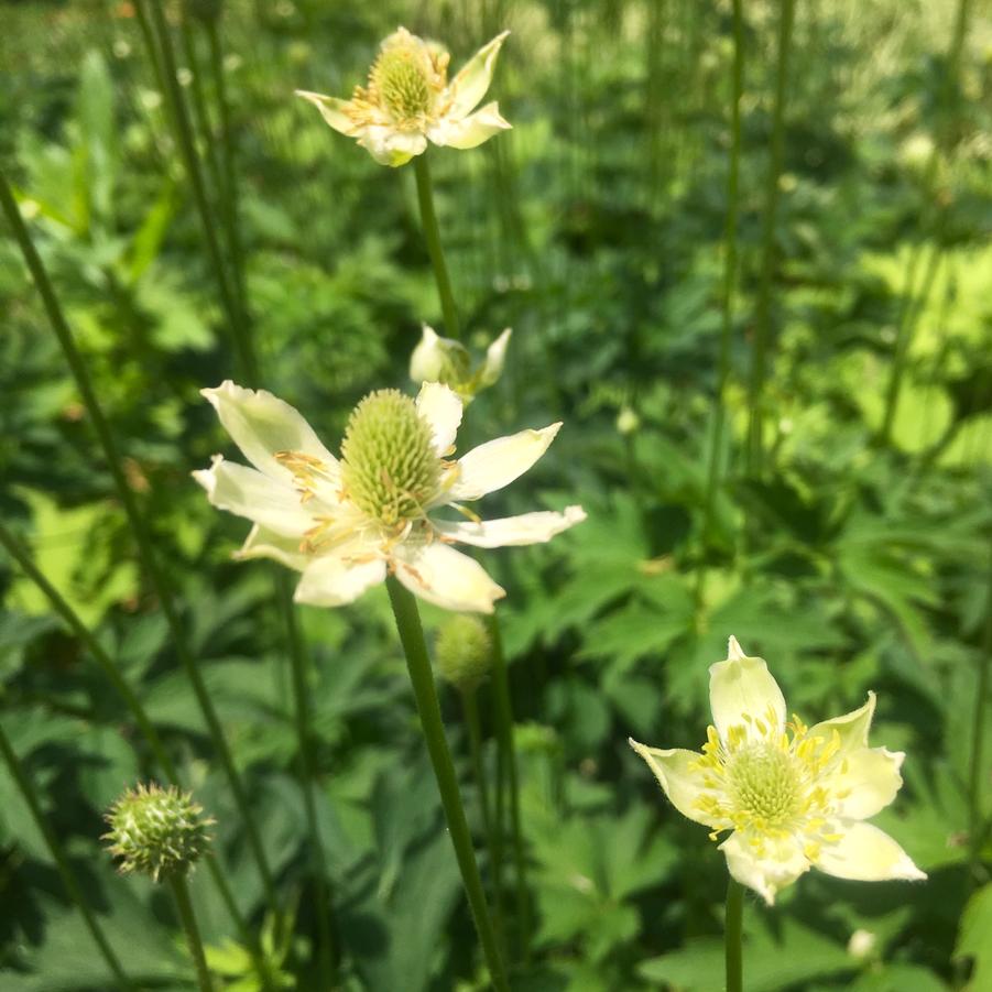 Anemone virginiana - Tall Thimbleweed from Babikow Wholesale Nursery