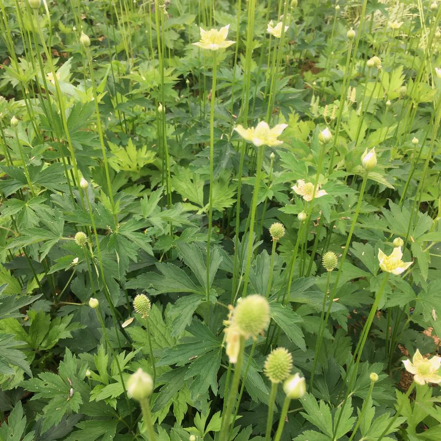 Anemone virginiana - Tall Thimbleweed from Babikow Wholesale Nursery