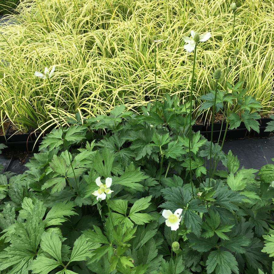 Anemone virginiana - Tall Thimbleweed from Babikow Wholesale Nursery