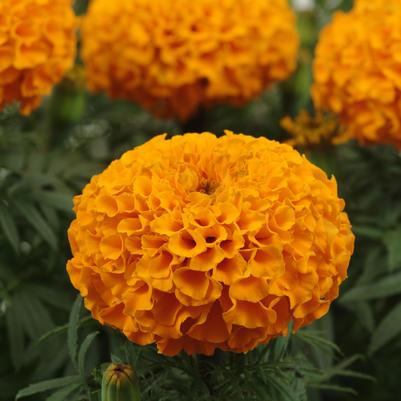 Marigold Taishan 'Orange'
