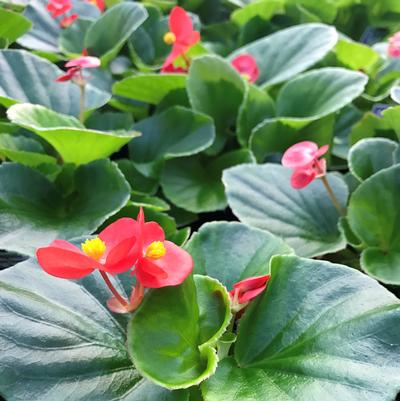 Begonia Super Olympia 'Red'