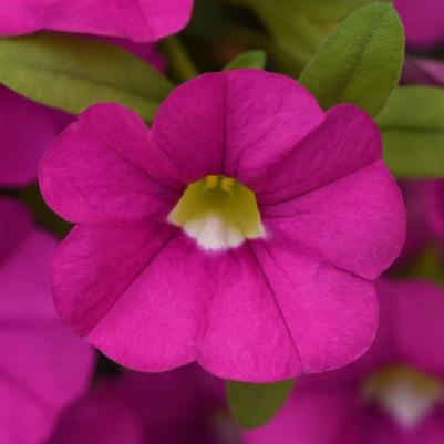 Calibrachoa Cabaret Pink