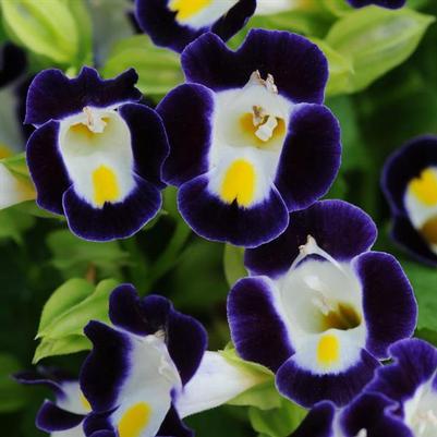 Torenia Kauai Blue & White