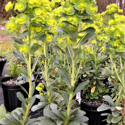 Euphorbia 'robbiae'