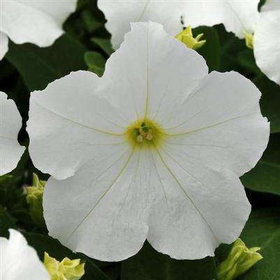 Petunia Pretty Grand White