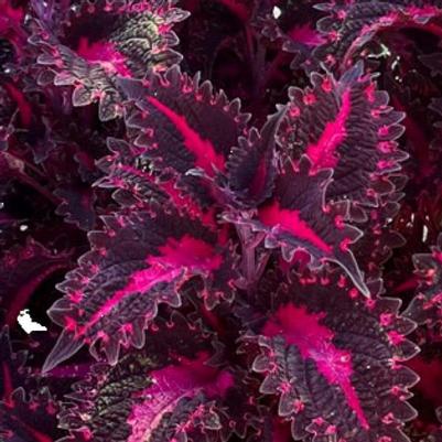 Coleus TerraScape Pink Ribbons