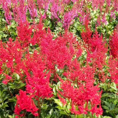 Astilbe are. 'Fanal'