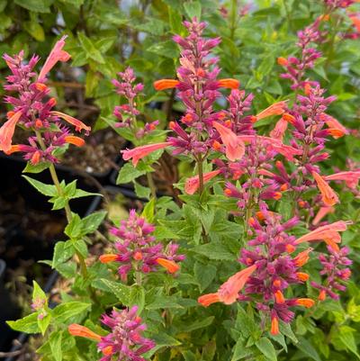 Agastache Mango Tango